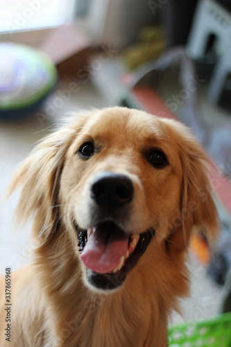 dog, retriever, pet, golden, golden retriever, animal, canine, cute, portrait, puppy, head, purebred, breed, happy, mammal, tongue, friend, domestic, doggy, adorable, pets, beautiful, nose, disinfect