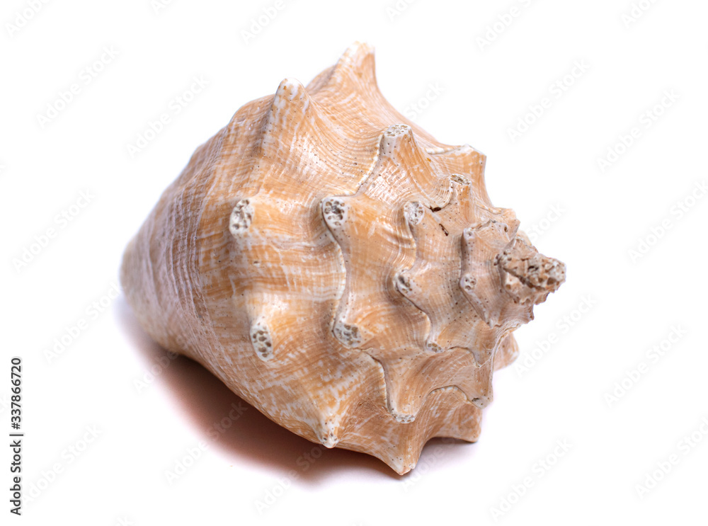 sea shell with deep texture and porous ledges damaged by the sea isolated on white background sea shell with deep texture and porous ledges damaged by the sea isolated on white background