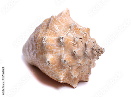 sea shell with deep texture and porous ledges damaged by the sea isolated on white background