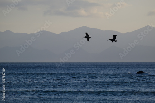 Two pelicans flying above the sea