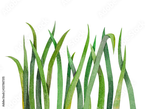 Green grass elements watercolor