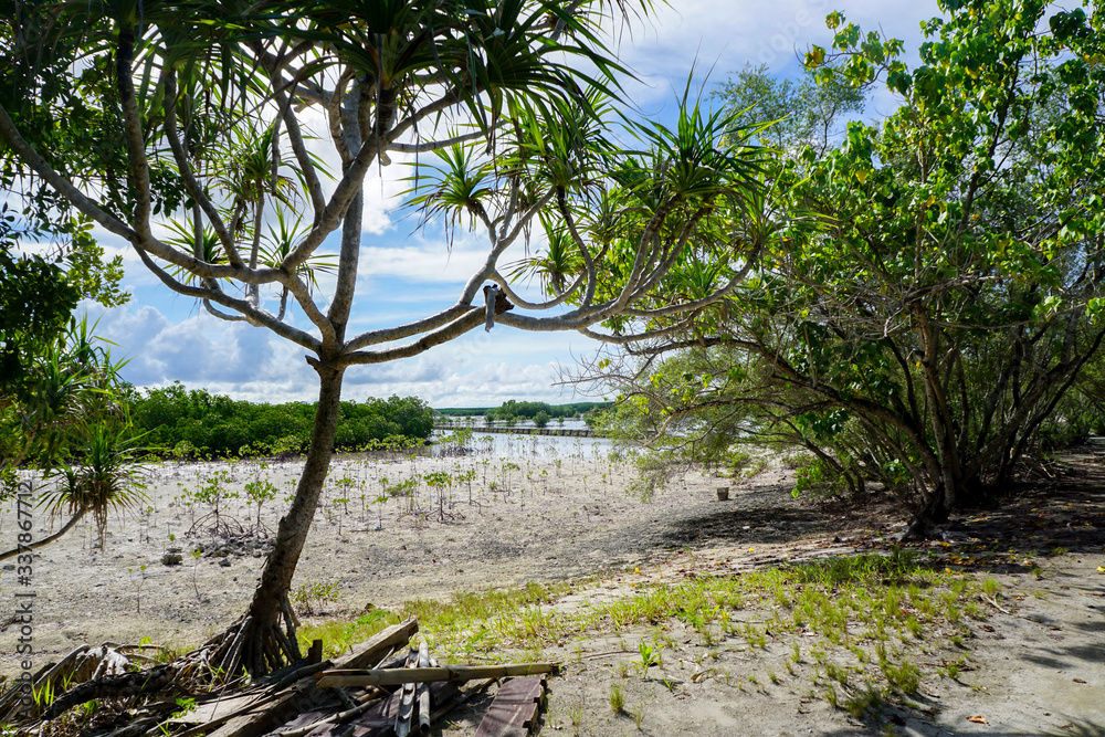 OLANGO island, SEBU, PHILIPPINES - Olango Bird Wildlife Sanctuary, mangrove tree at low tide   