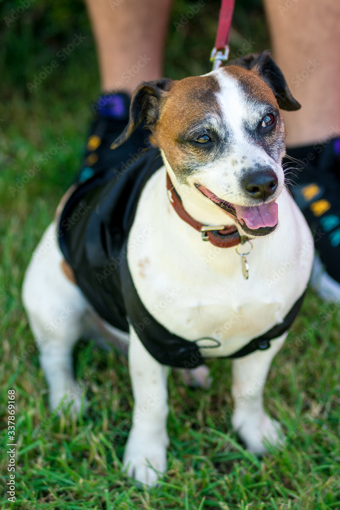 little beautiful dog Jack Russell in a fancy dress. horizontal frame