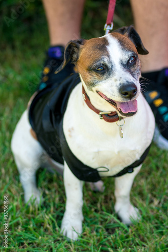 little beautiful dog Jack Russell in a fancy dress. horizontal frame