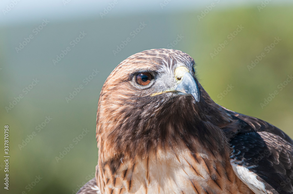 Obraz premium Red-Tailed Hawk Buteo jamaicensis Close-up Head Shot