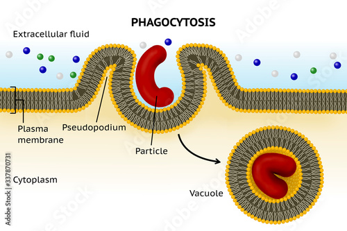 Phagocytosis. Cell eating. Phagocytosis involves the extension from the cell of large folds called pseudopodium that engulf particles and then internalize this material into cytoplasmatic vacuole  photo