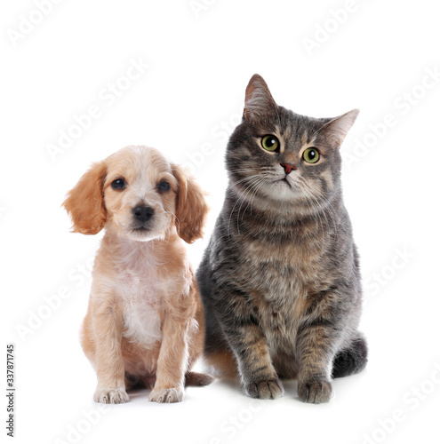 Cute cat and dog on white background. Fluffy friends © New Africa