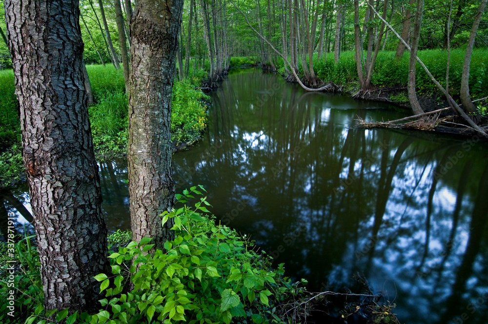 Obraz premium A quiet stream flowing through a summer woodland.