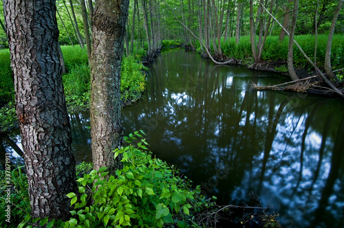 A quiet stream flowing through a summer woodland.