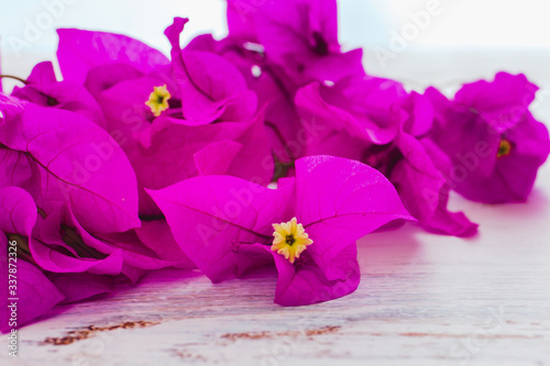 bougainvillea flowers purple bush or buganvilla, bugambilia, bunga kertas, Napoleon, Santa Rita or Papelillo photo