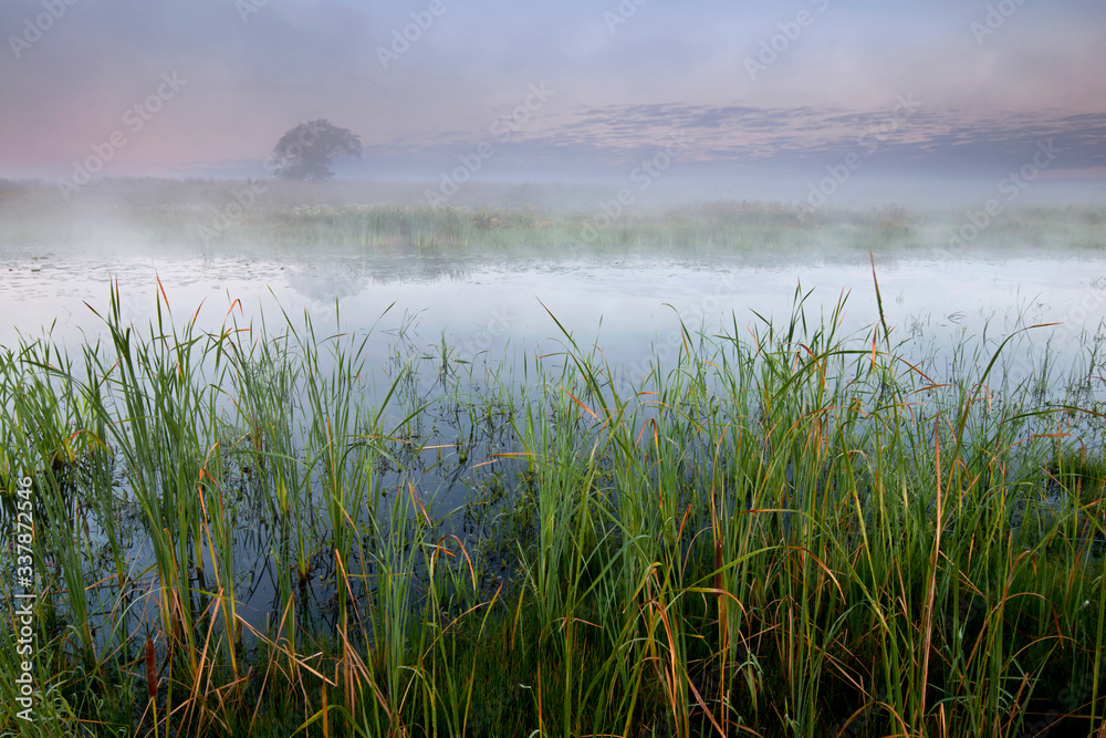 A foggy sunrise over a wetland conservation area. A foggy sunrise over a wetland conservation area.