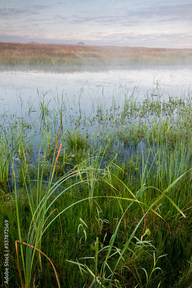 Mist rising from a wetland marsh on a summer morning.