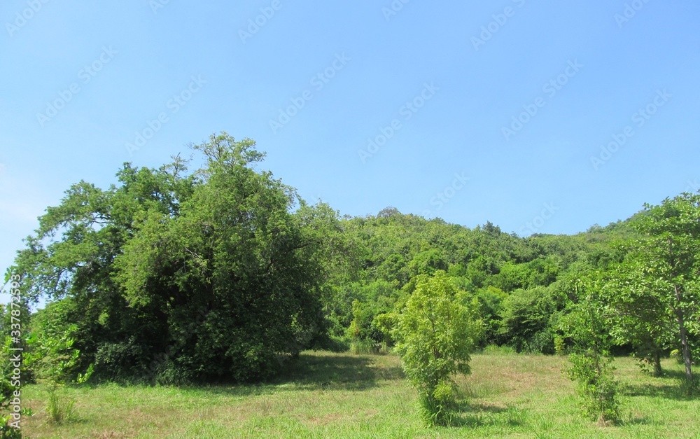 tree tree