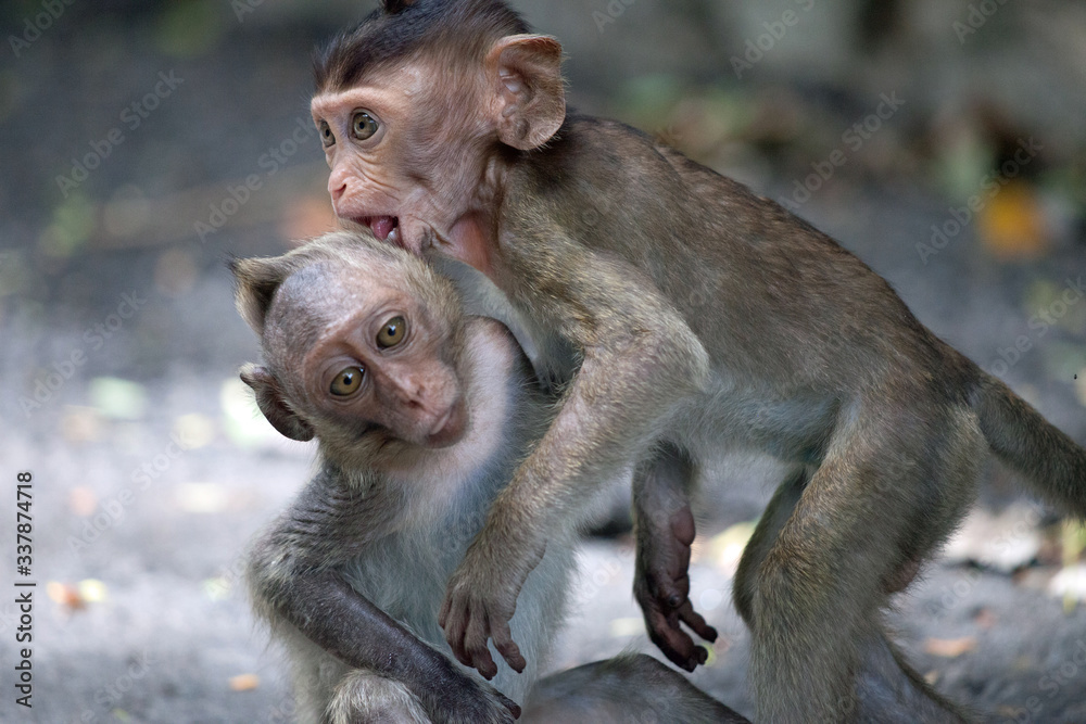 Fototapeta premium 可愛いサル