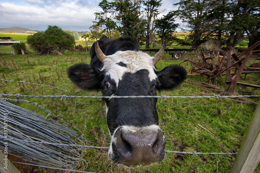 A cow peeking through the fence to greet its owner