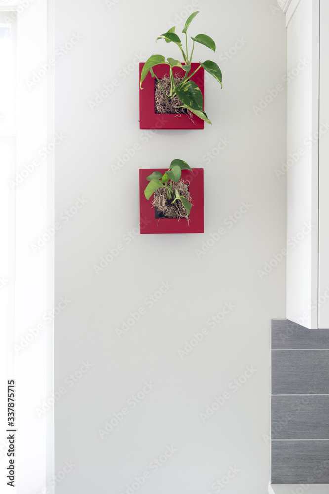 Fototapeta premium Plants On Kitchen Wall