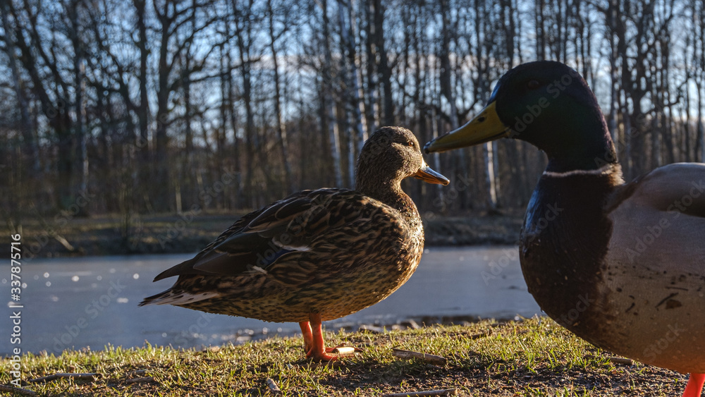 Duck and drake on the lake in the park on a sunny day. Duck and drake on the lake in the park on a sunny day.