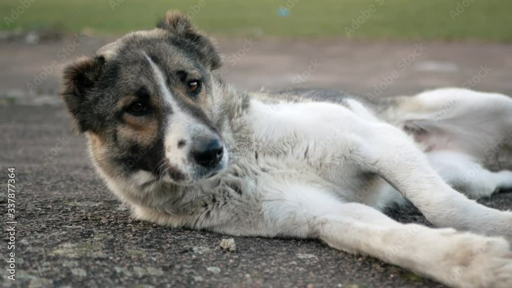 Stray hungry dog looks and asks for a meal food. Homeless Animal Protection Stray hungry dog looks and asks for a meal food. Homeless Animal Protection