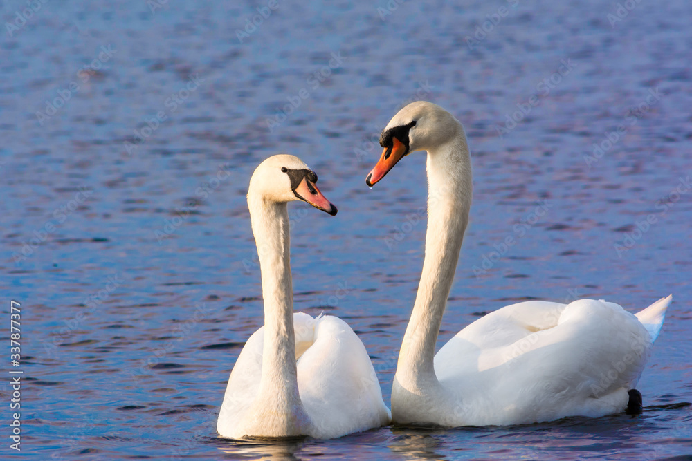 Beautiful Picture of two white swans in love swiming on the lake in the spring sunny day before nesting. White swan is symbol of peace, love and fidelity. Example of european nature Beautiful Picture of two white swans in love swiming on the lake in the spring sunny day before nesting. White swan is symbol of peace, love and fidelity. Example of european nature