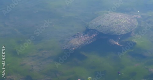 old snapping turtle swimming in big pond
