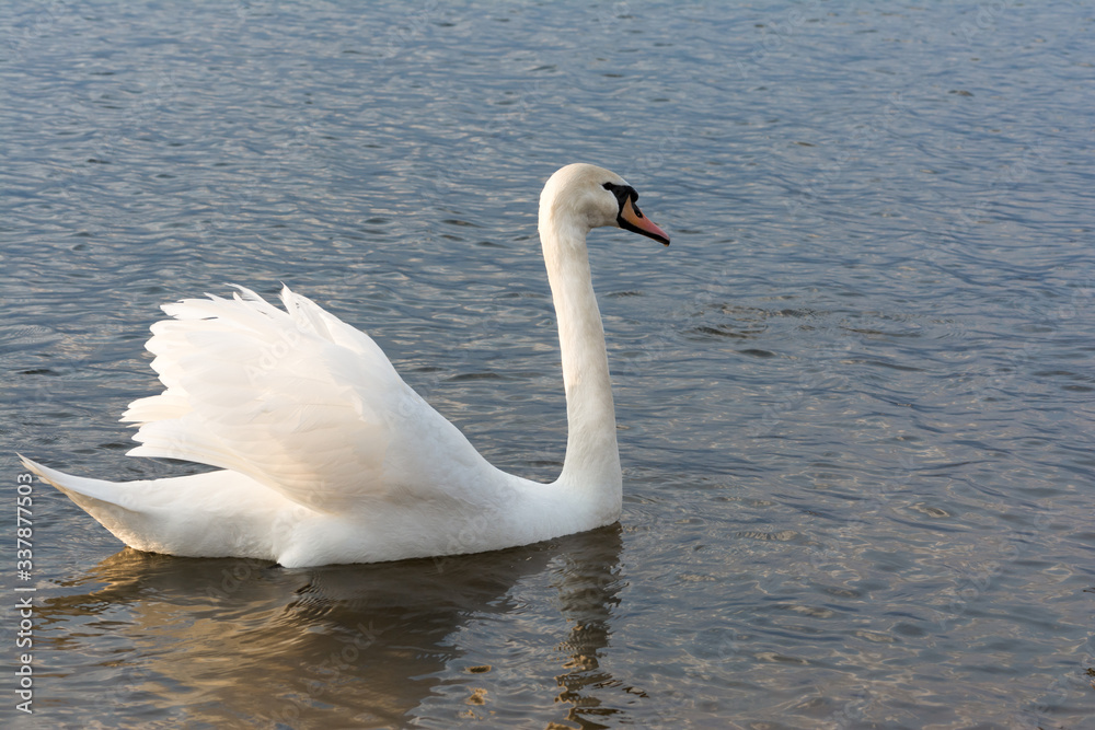 Obraz premium group of cygnets, young swans swimming away from the cameram in the water in a lake