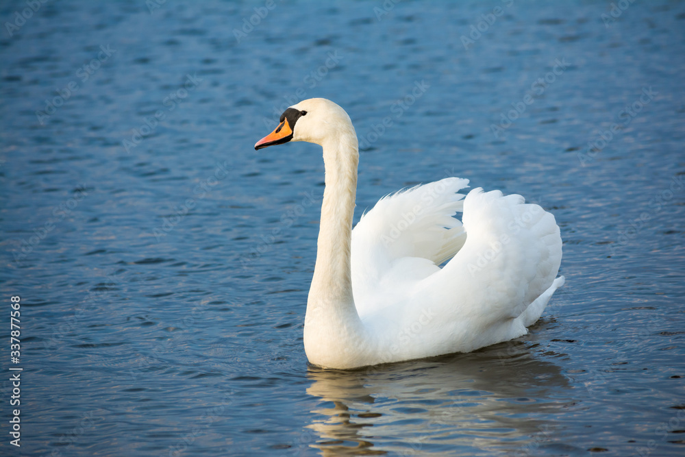 One white swan on blue water with small waves. Wildlife Background One white swan on blue water with small waves. Wildlife Background