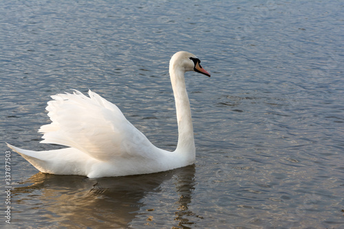 group of cygnets  young swans swimming away from the cameram in the water in a lake