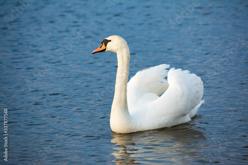 Fototapeta Naklejka Na Ścianę i Meble -  One white swan on blue water with small waves. Wildlife Background