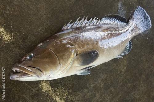 アラ（クエ）𩺊