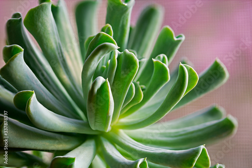 Close-up of a succulent houseplant photographed by window light