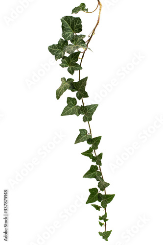 Ivy branch with green foliage, isolated on white background