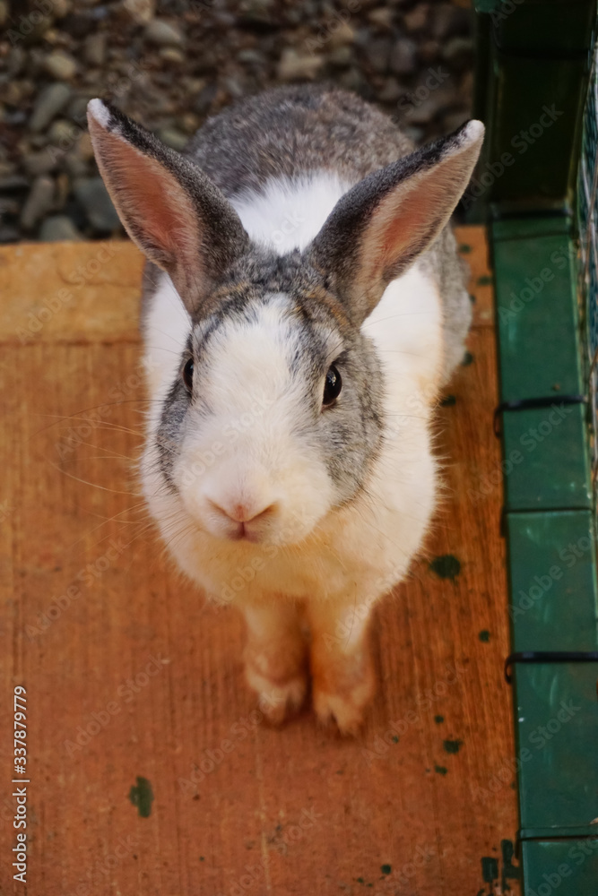 Obraz premium Curious Gray and White Bunny