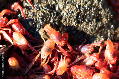 Aquatic animals creature messes group of many small red lobster krill stuck on the sea rock  photo