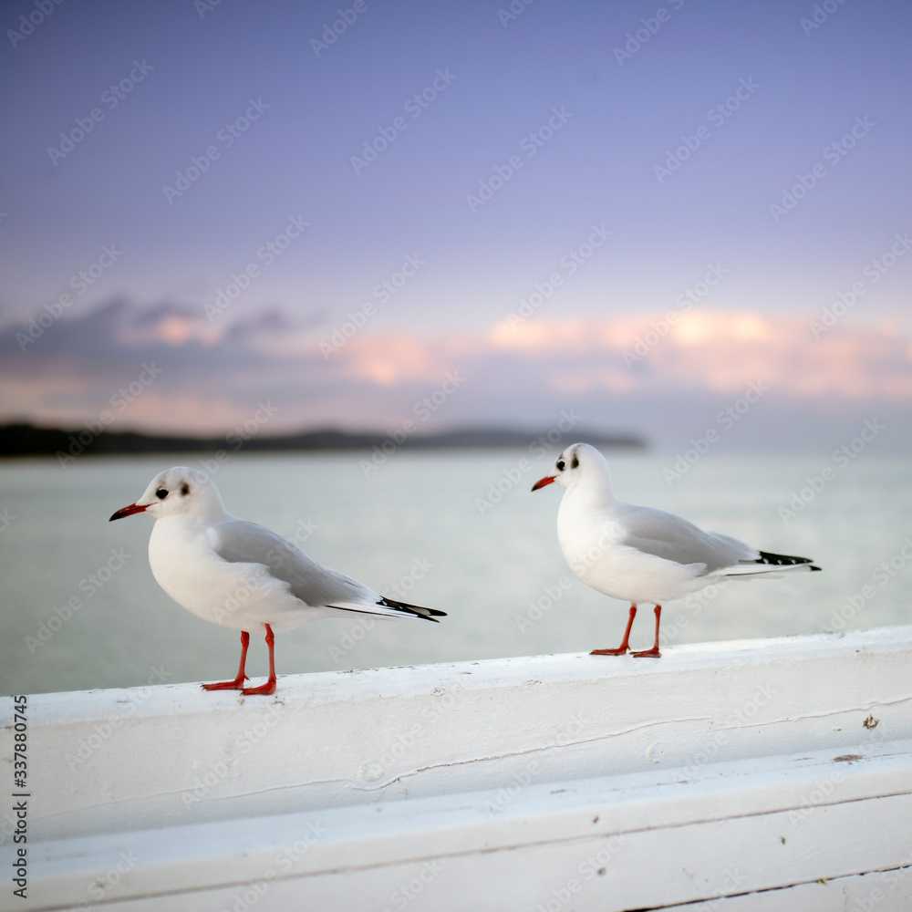 Obraz premium Mewy na barierce molo