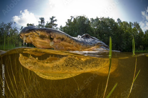 American alligator with mouth open, underwater