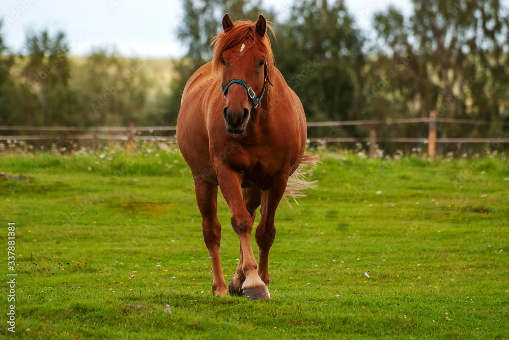 Horse Horse