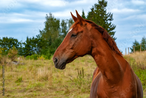 Horse looking left and showing its side profile