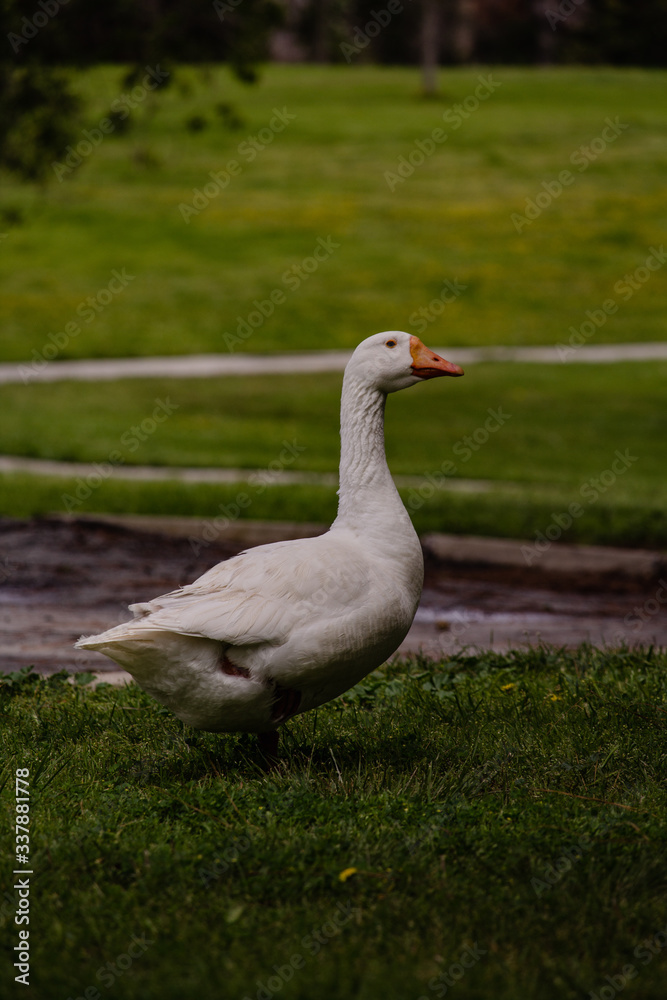 Standing Goose