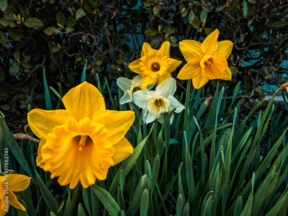 Fototapeta premium Yellow and White Daffodils 3