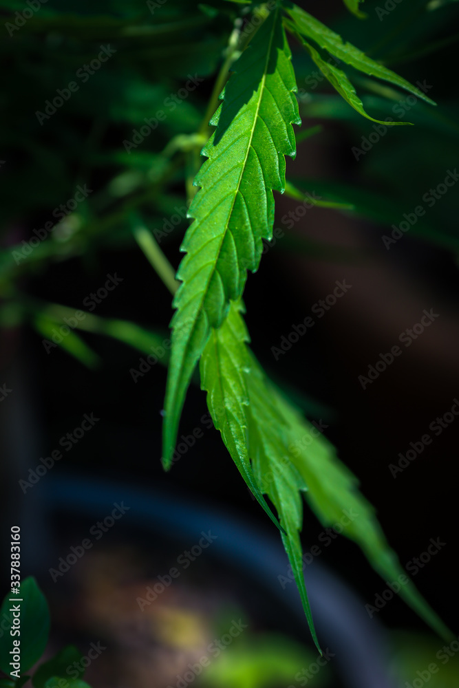 Marijuana leaves, Medical cannabis on dark background. Closeup and selective focus. Marijuana leaves, Medical cannabis on dark background. Closeup and selective focus.