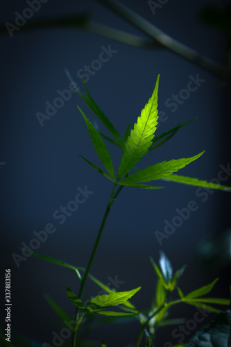 Marijuana leaves  Medical cannabis on dark background. Closeup and selective focus.