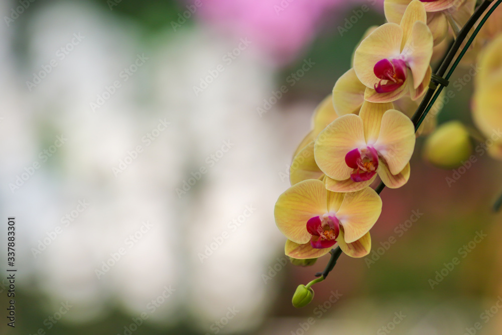 Obraz premium Orchid flowers with blured nature copyspace background.