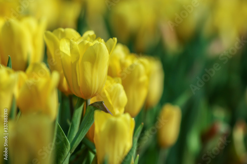 Beautiful tulip flowers with blured background in the garden. Yellow tulip flowers. Selective focus.