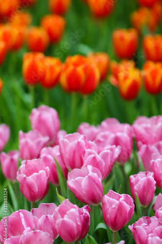 Beautiful tulip flowers with blured background in the garden. Pink tulip flowers.