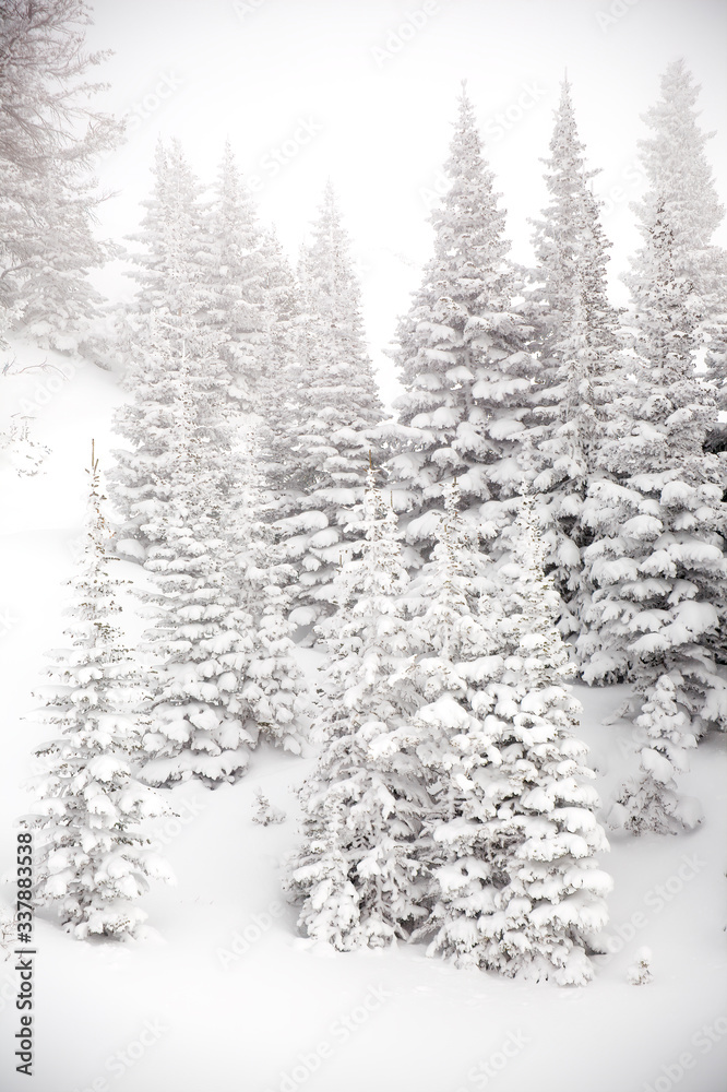 Snow-covered Fir trees in snowy landscape Snow-covered Fir trees in snowy landscape