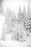 Snow-covered Fir trees in snowy landscape