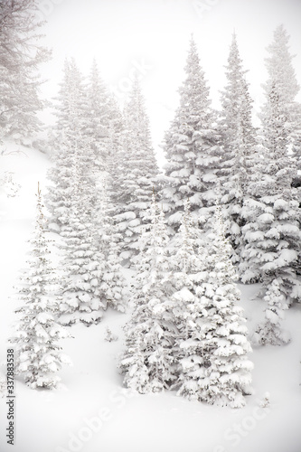 Snow-covered Fir trees in snowy landscape © Jack Prichett