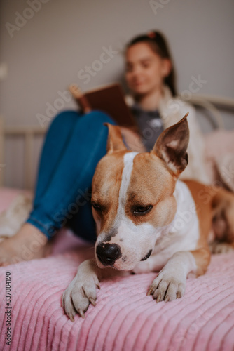 Portrait of a beautiful brown dog lying on the bed next to a teenage girl 