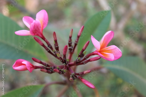 Adenium is a small group of plants known from dry climates in sub-Saharan Africa and the very southern part of the Arabian Peninsula