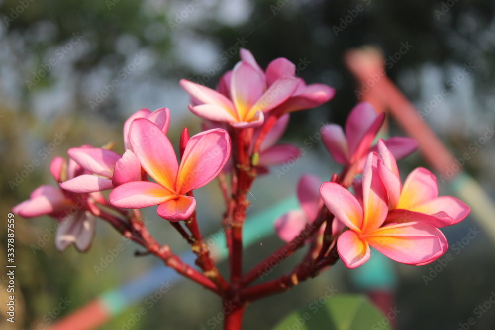 Adenium is a small group of plants known from dry climates in sub-Saharan Africa and the very southern part of the Arabian Peninsula Adenium is a small group of plants known from dry climates in sub-Saharan Africa and the very southern part of the Arabian Peninsula